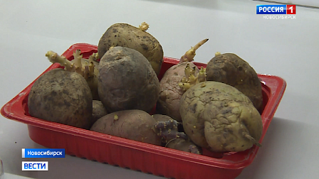 Новосибирские ученые разработали препарат для борьбы с картофельной эпидемией