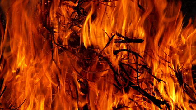 В Новосибирской области директор лесхоза ответит за сгоревшие деревья на 70 гектарах