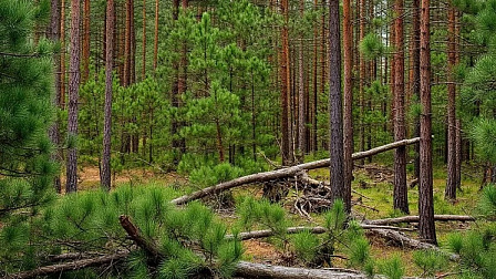 В Новосибирской области суд вынес приговор за кражу упавших в лесу сосен