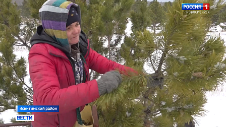 В Новосибирской области пополняют семенной фонд хвойных деревьев