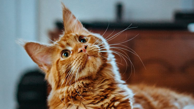 Приманивающие деньги усы котов выставила на продажу жительница Новосибирска