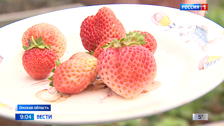Урожай свежей ягоды в октябре получили агрономы в Омске