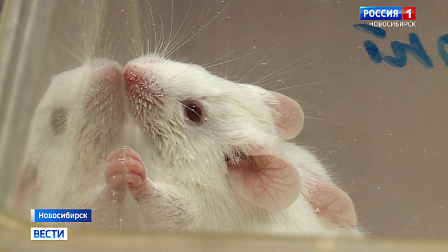 В Новосибирске создали соединение для погружения мышей в состояние гипотермии