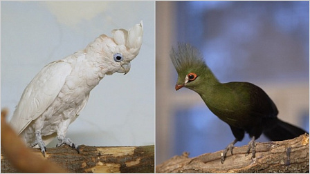 В новосибирском зоопарке показали подросших редких птиц