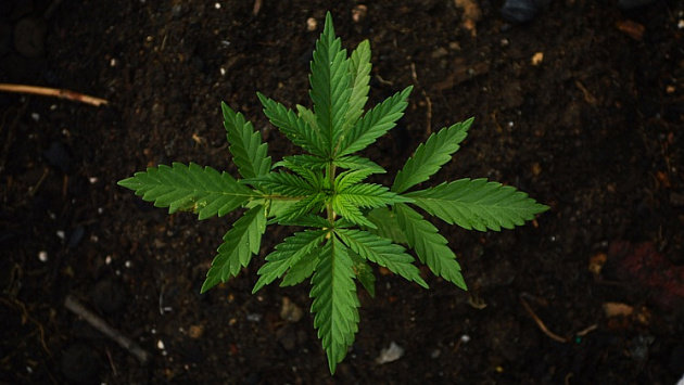 За хранение марихуаны в сарае новосибирец получил три года условного заключения