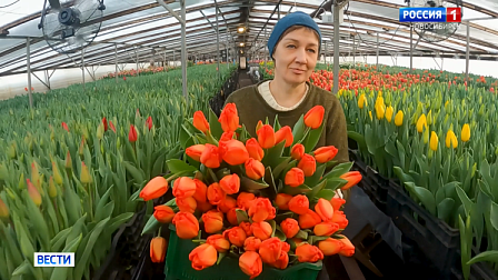 В Новосибирске к Международному женскому дню вырастили огромные поля тюльпанов