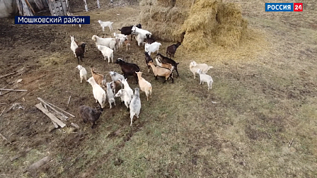 На ферме в Новосибирской области гибнет беспризорное стадо животных