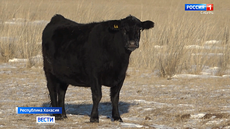 Хакасия стала официальным поставщиком редкой породы коров в регионы России