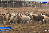 В Республике Хакасия в разгаре стрижка овец 