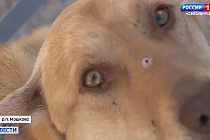 Бездомную собаку по кличке Бобрик расстрелял мужчина под Новосибирском