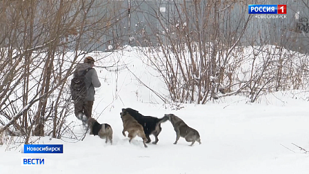 Новые правила по обращению с бездомными животными вводят в Новосибирской области