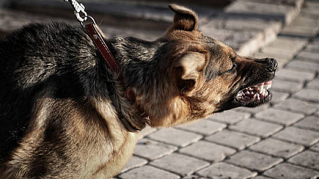Под Новосибирском собака сорвалась с цепи и напала на 16-летнего подростка